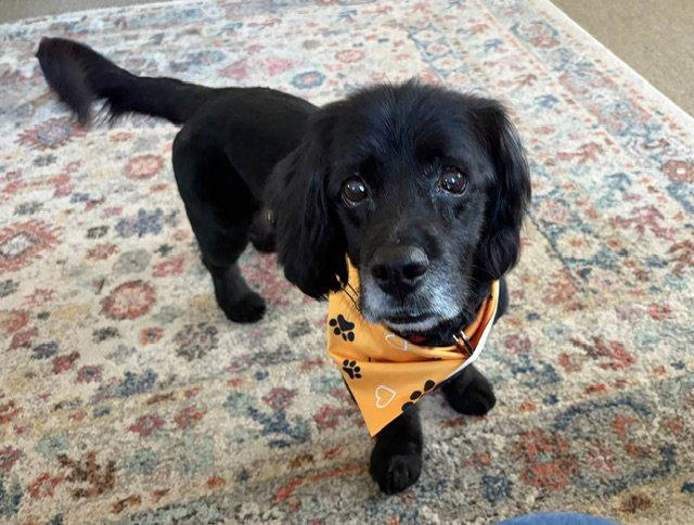 Enlarge Cooper, a Adopted Mixed Breed in Shelburne, VT image 2/3