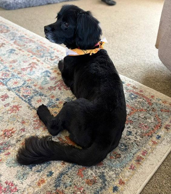 Enlarge Cooper, a Adopted Mixed Breed in Shelburne, VT image 3/3