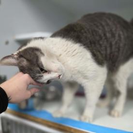 Ringo Carlsbad — thumbnail 2