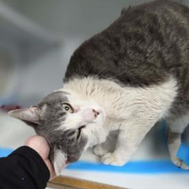 Ringo Carlsbad — thumbnail 3