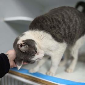 Ringo Carlsbad — thumbnail 4