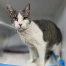 Ringo Carlsbad — thumbnail 5