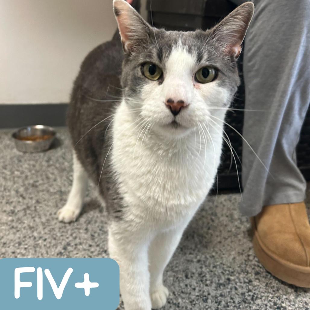 Ringo Carlsbad — thumbnail 6