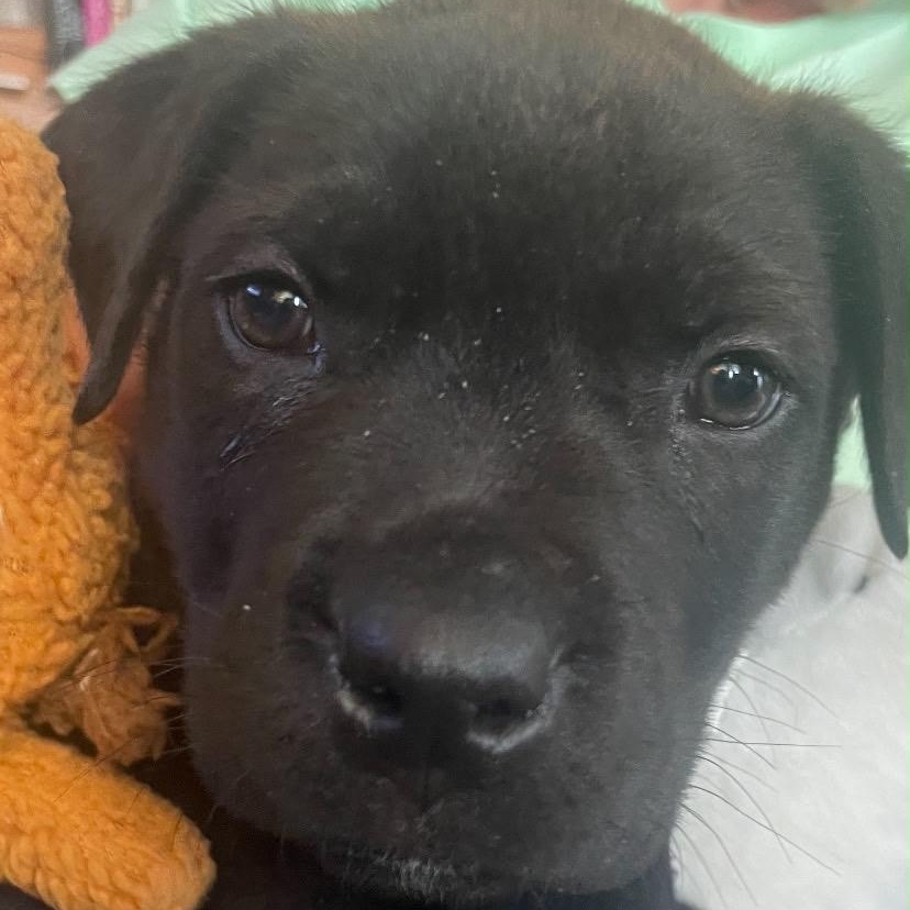 Jones, a Adoptable mixed breed in Midland, MI image 3/5