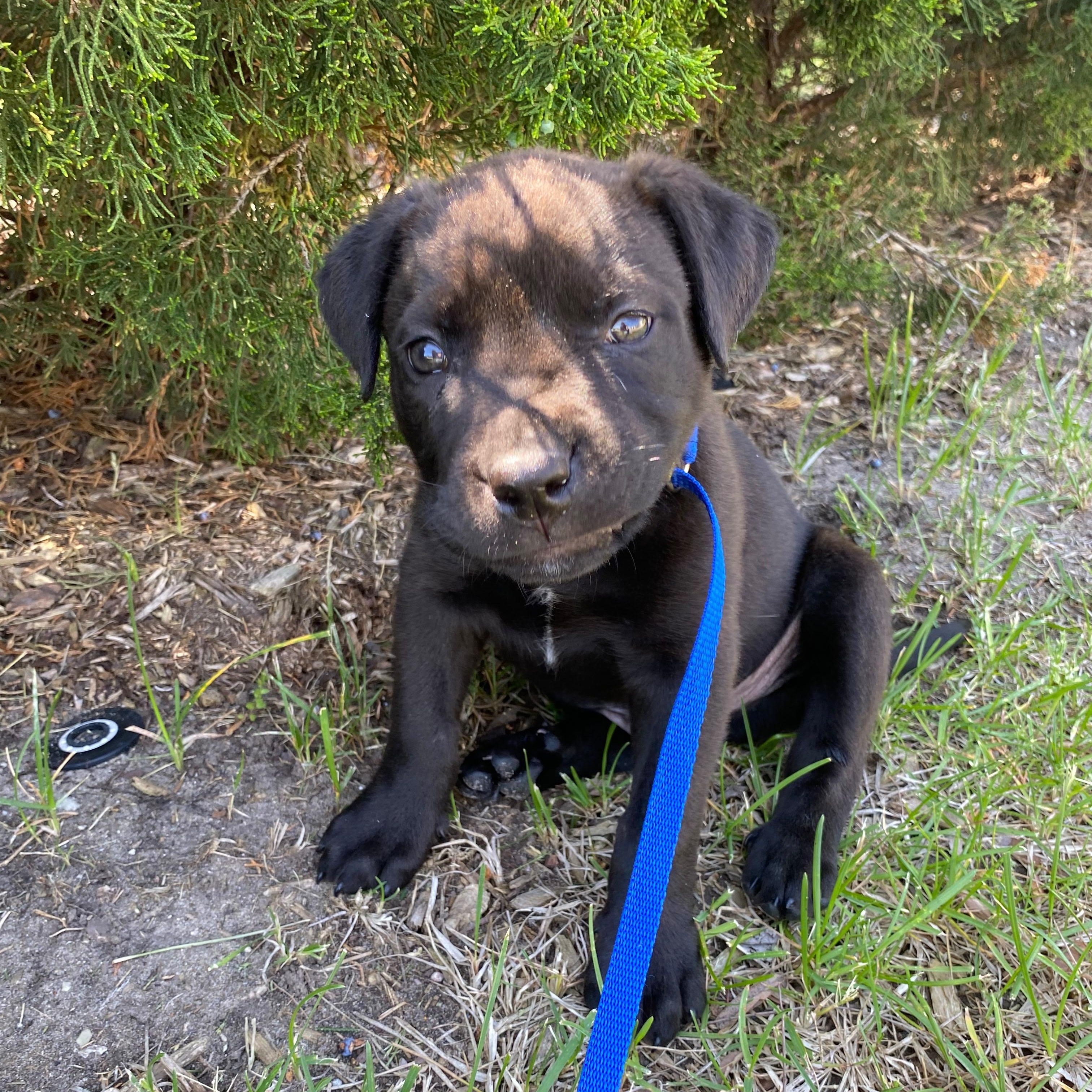 Jones, a Adoptable mixed breed in Midland, MI image 2/5