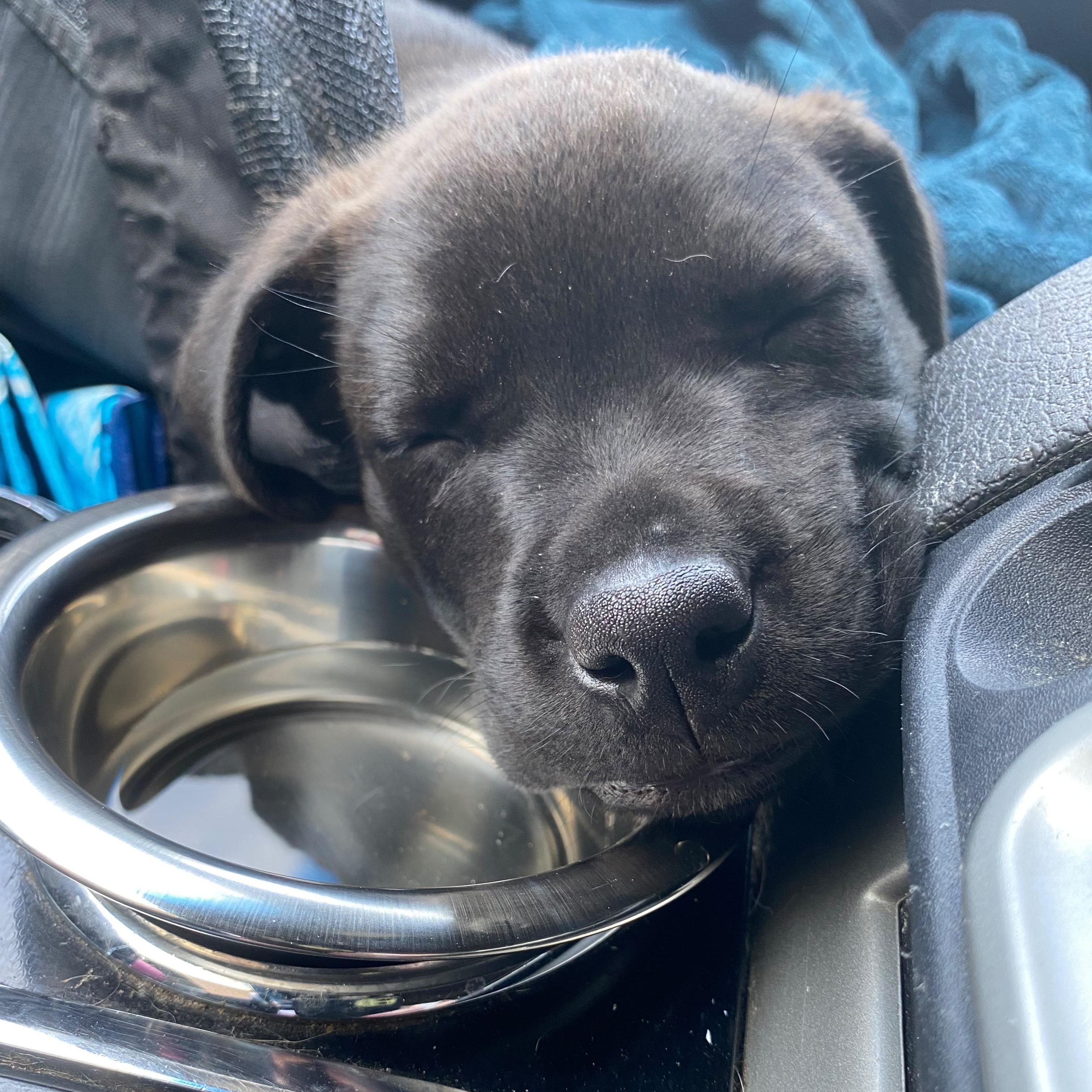 Jones, Adoptable, Puppy Male Rottweiler.