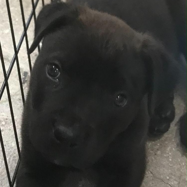 Jones, a Adoptable mixed breed in Midland, MI image 4/5