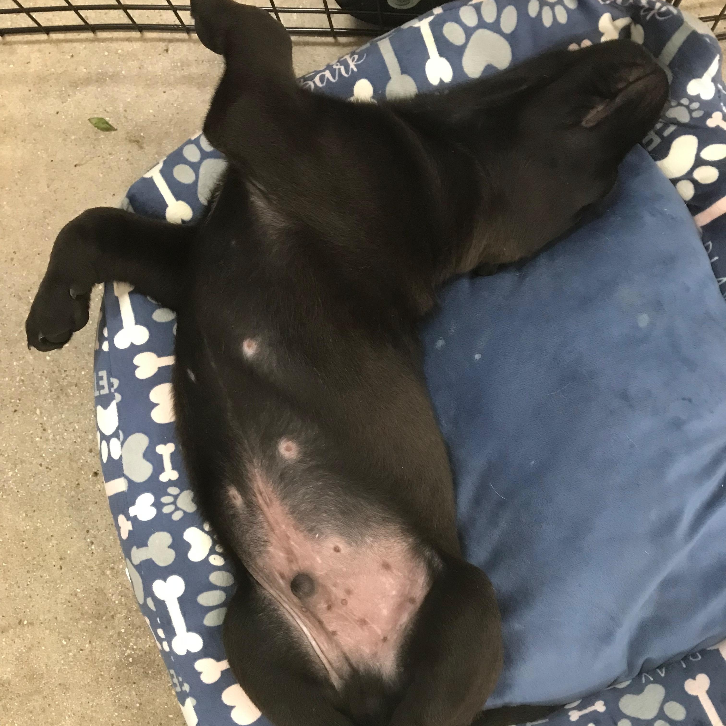 Jones, a Adoptable mixed breed in Midland, MI image 5/5