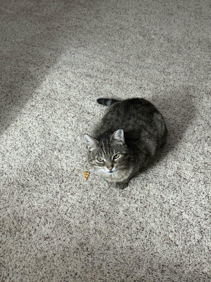 Hope, a Adoptable Tabby in Mansfield, PA image 1/4