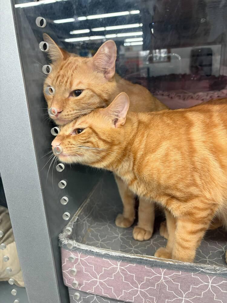 Machi, Adoptable, Young Male Domestic Short Hair.