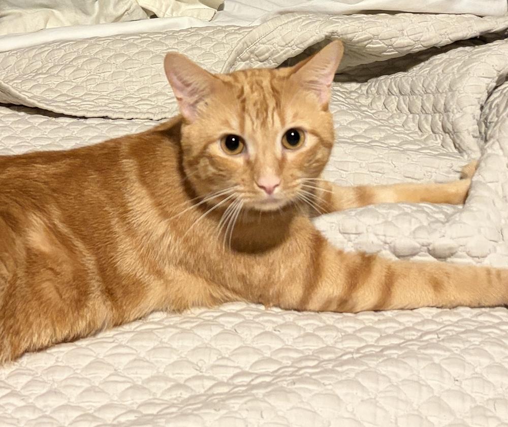 Enlarge Machi, a Adoptable Domestic Short Hair in Orlando, FL image 3/4