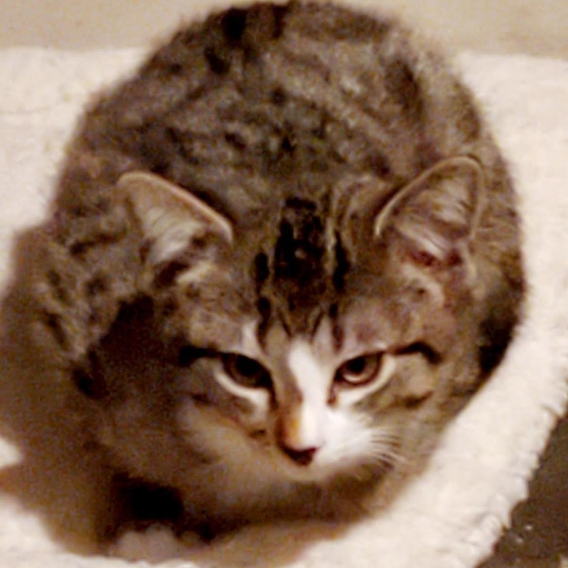 Enlarge BOY LONDON & TORI *** BONDED PAIR ***, a Adopted mixed breed in Austin, TX image 5/6