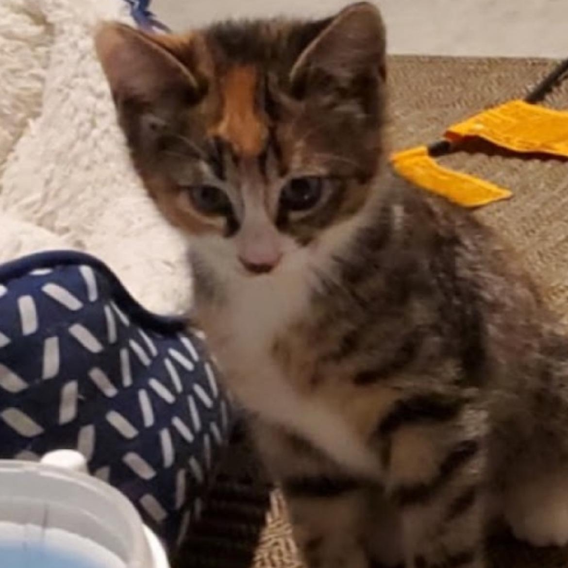 Enlarge BOY LONDON & TORI *** BONDED PAIR ***, a Adopted mixed breed in Austin, TX image 2/6