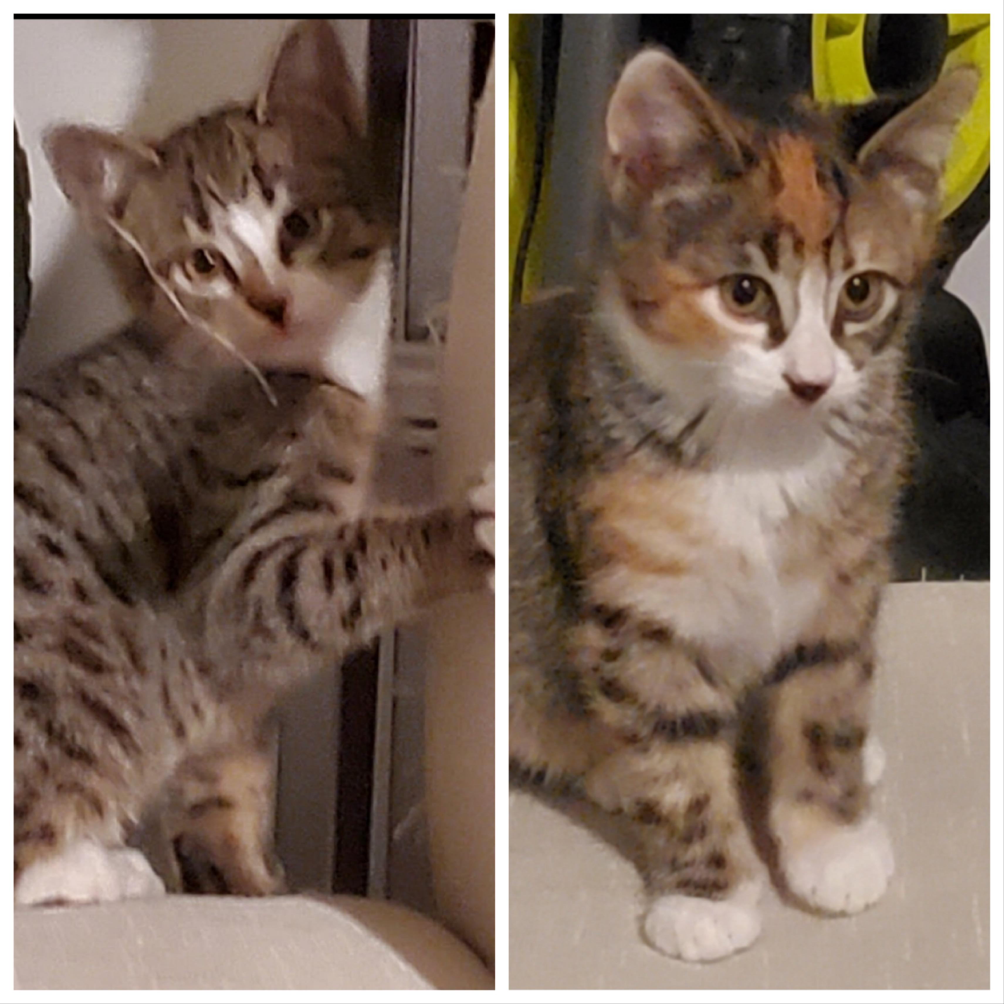BOY LONDON & TORI *** BONDED PAIR ***, Adopted, Kitten Male Calico.