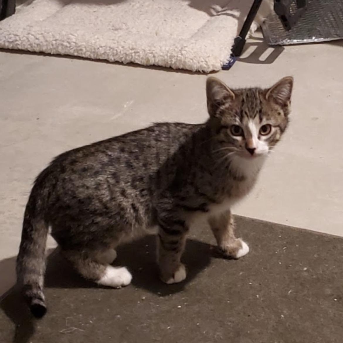 Enlarge BOY LONDON & TORI *** BONDED PAIR ***, a Adopted mixed breed in Austin, TX image 4/6