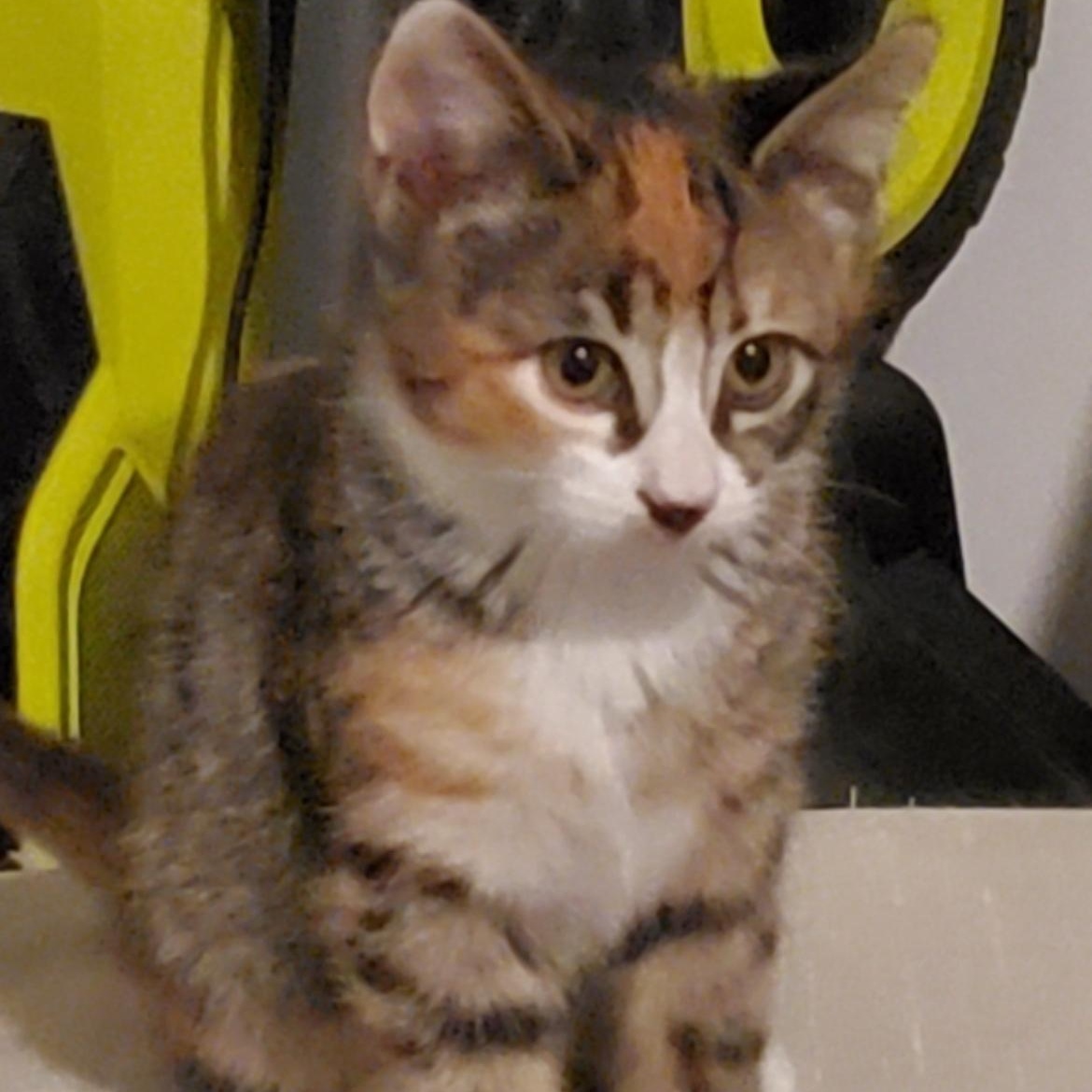 Enlarge BOY LONDON & TORI *** BONDED PAIR ***, a Adopted mixed breed in Austin, TX image 3/6