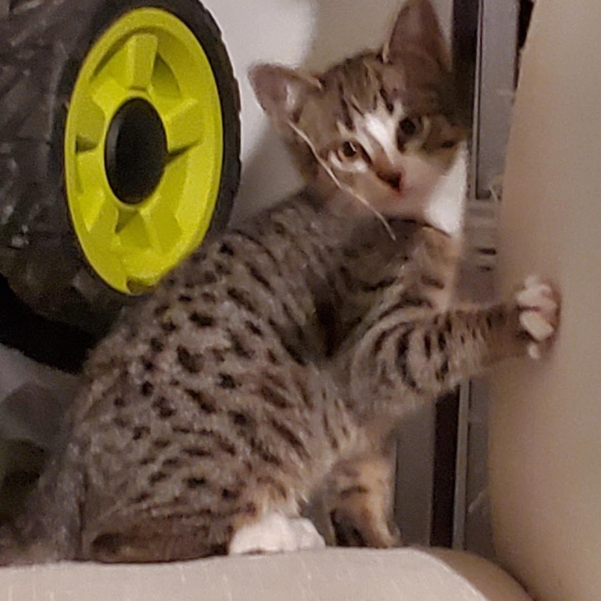 Enlarge BOY LONDON & TORI *** BONDED PAIR ***, a Adopted mixed breed in Austin, TX image 6/6