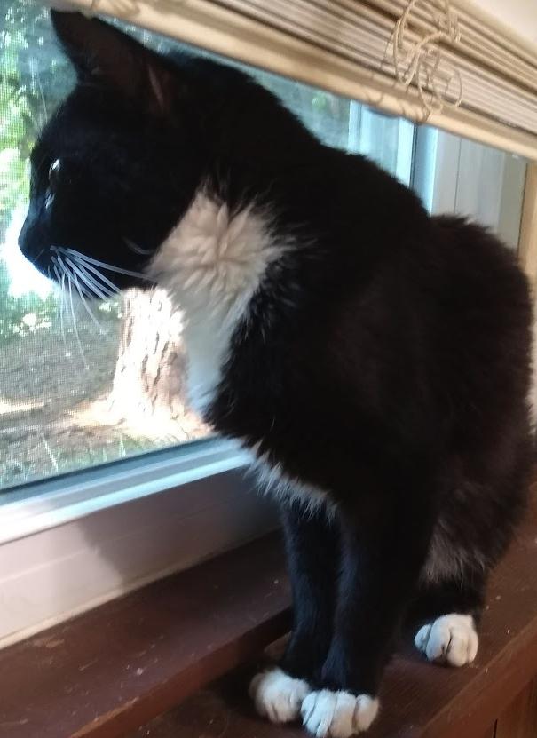 Nicky - Putting on the Ritz, a Adoptable mixed breed in Atlanta, GA image 2/3