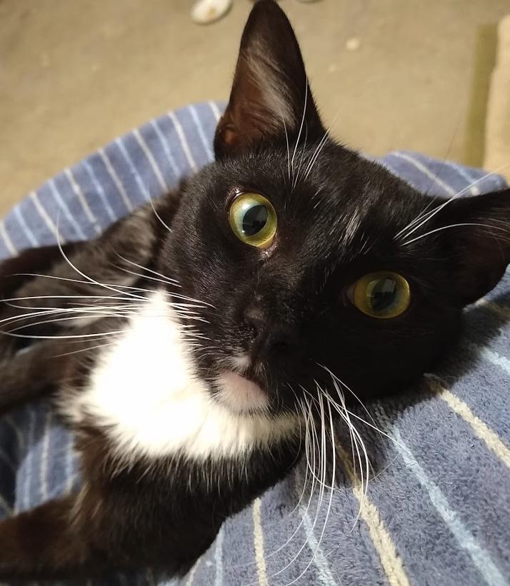 Nicky - Putting on the Ritz, a Adoptable mixed breed in Atlanta, GA image 3/3