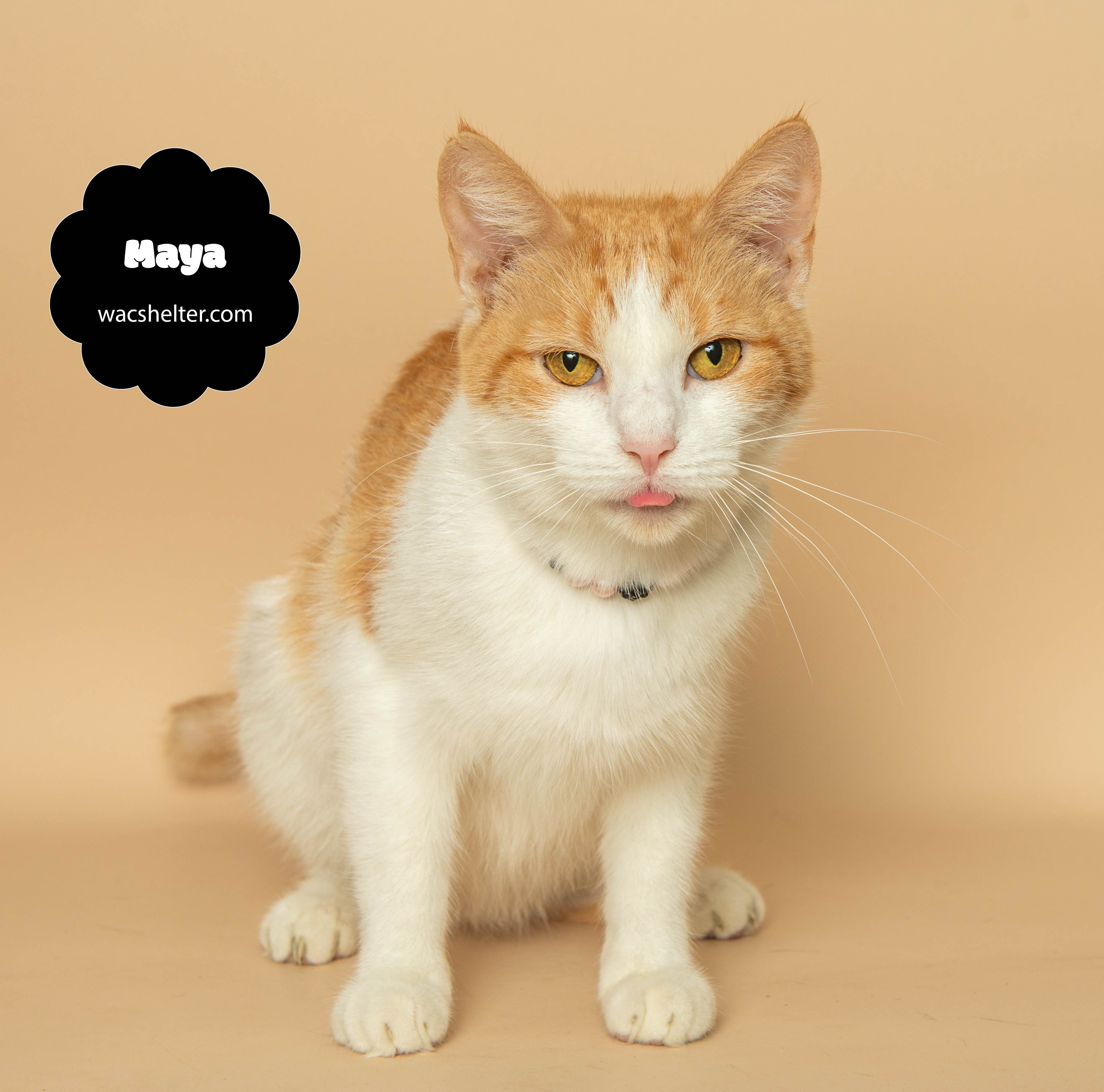 Cat for adoption MAYA (Strong Mother), a Domestic Short Hair in