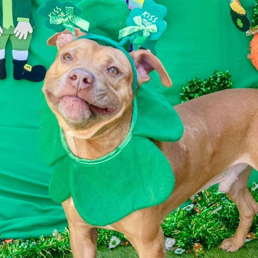 Jazz, Adoptable, Adult Male Mixed Breed.