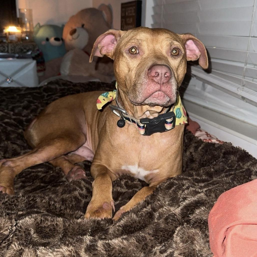 Jazz, a Adoptable Mixed Breed in Jupiter, FL image 2/6