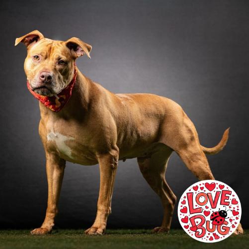 Jazz, a Adoptable Mixed Breed in Jupiter, FL image 3/6