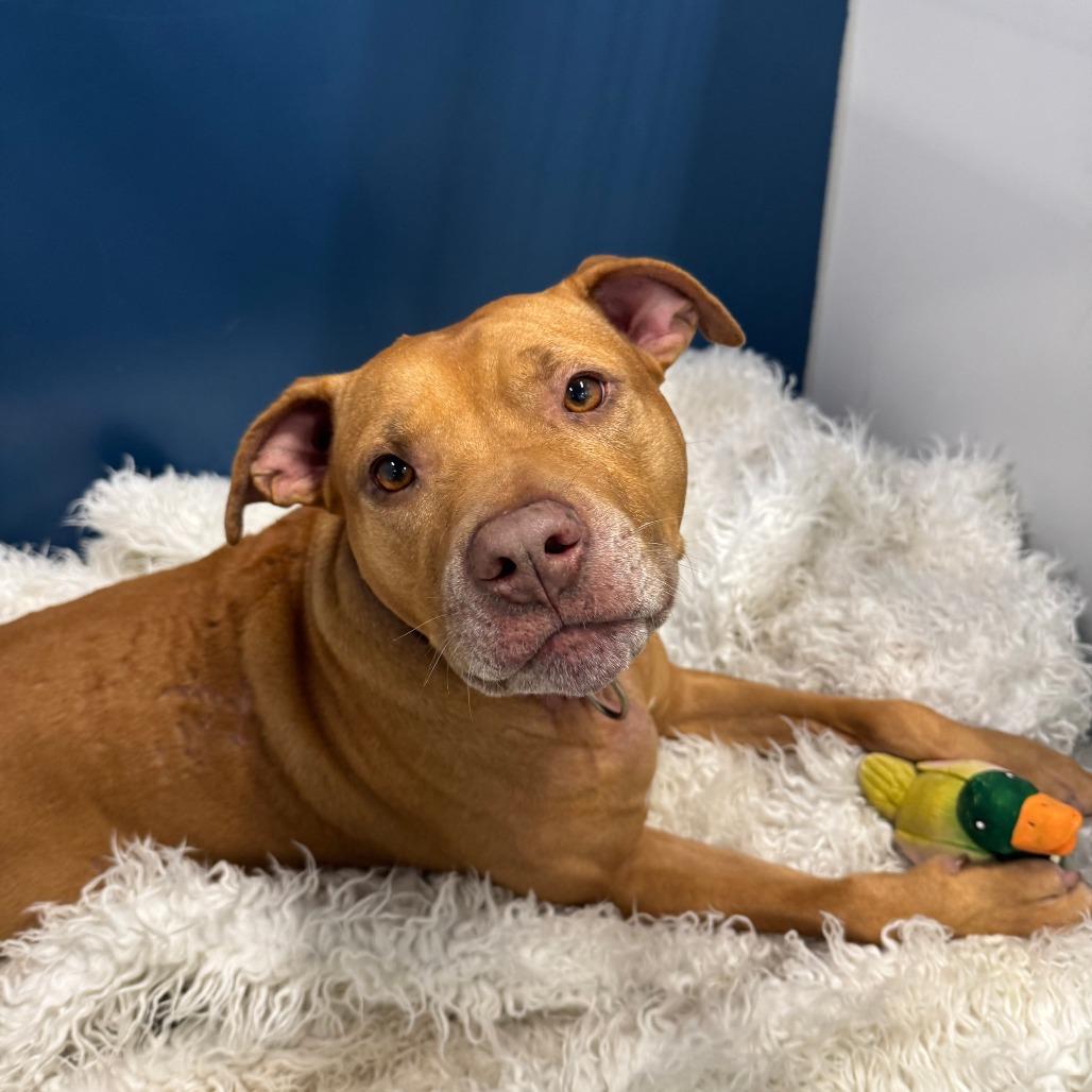 Enlarge Jazz, a Adoptable Mixed Breed in Jupiter, FL image 3/6