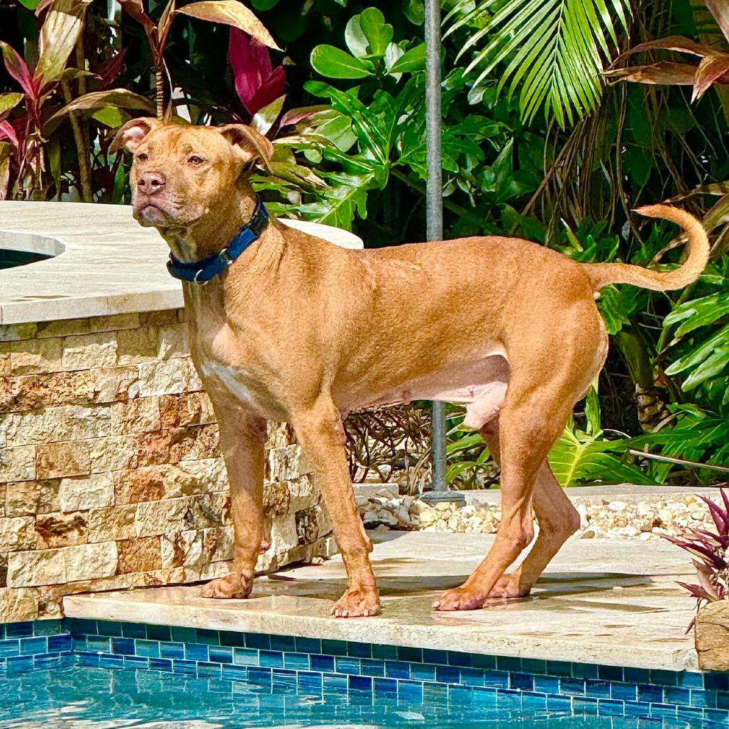 Jazz — thumbnail 4