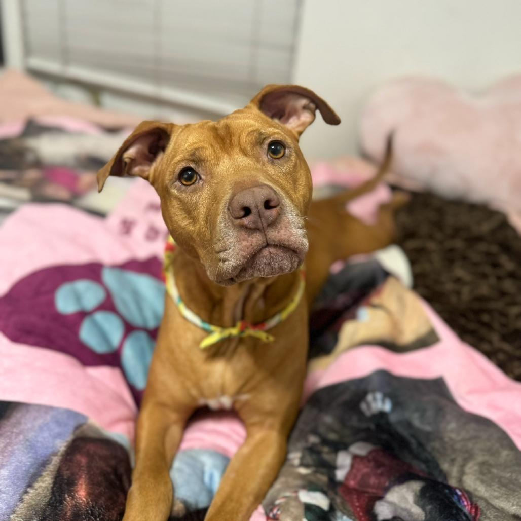 Jazz, a Adoptable Mixed Breed in Jupiter, FL image 5/6