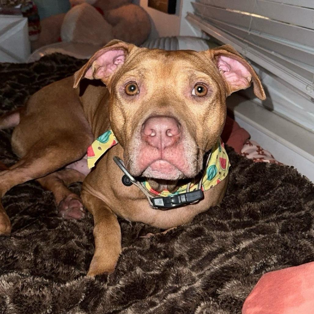 Jazz, a Adoptable Mixed Breed in Jupiter, FL image 6/6