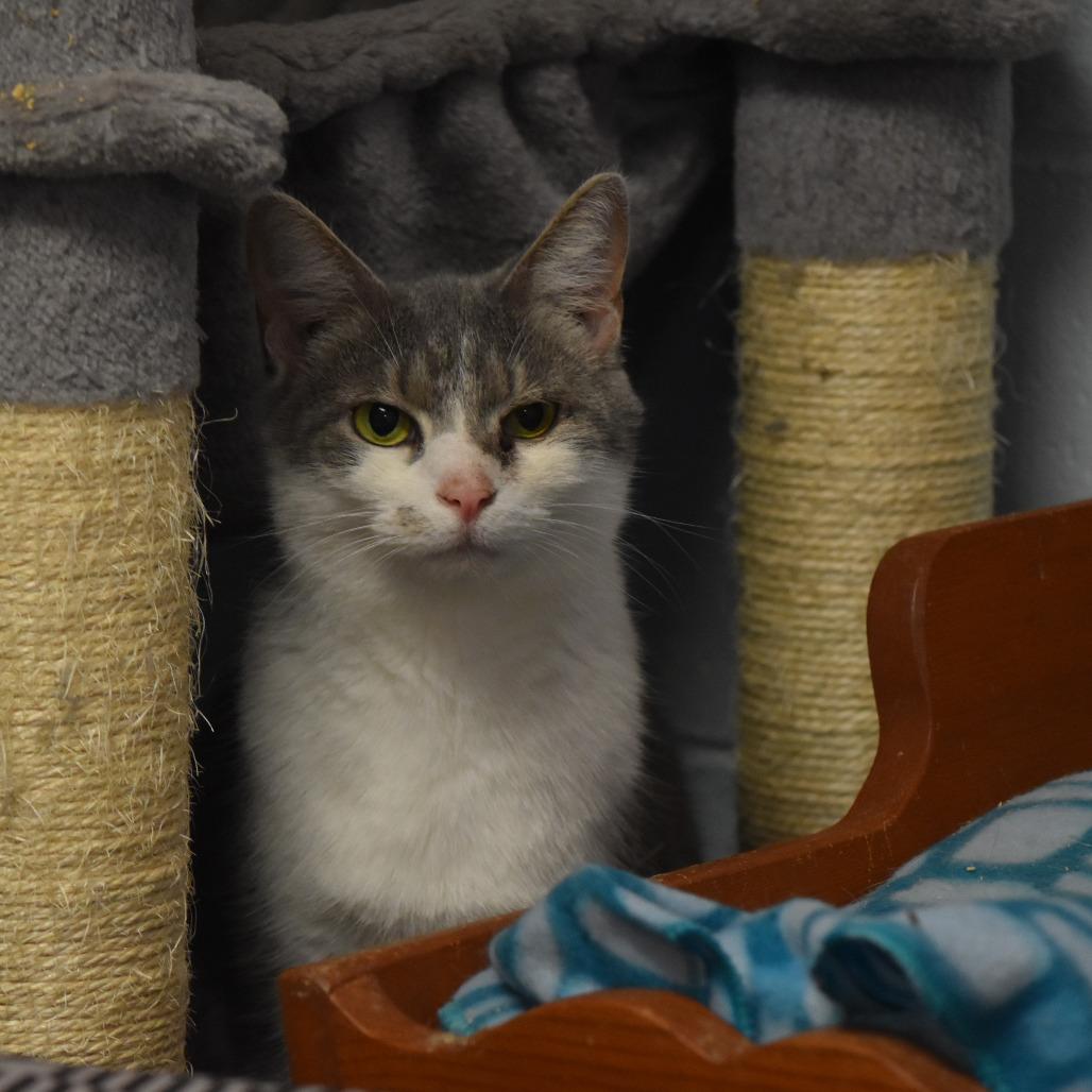 Carlita, Adoptable, Adult Female Domestic Short Hair.