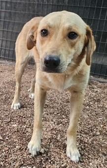 Bonnie, Adoptable, Young Female Labrador Retriever.