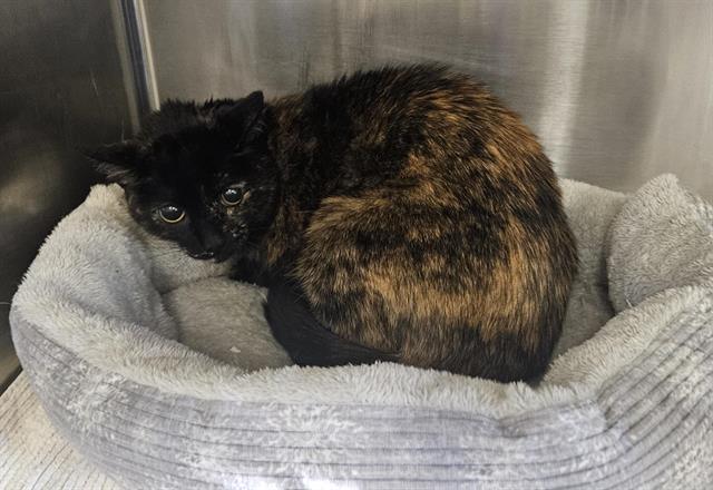 LEAF, Adoptable, Senior Female Domestic Short Hair.