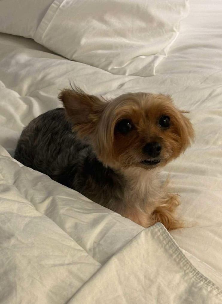 Enlarge Zooey, an adopted Yorkshire Terrier in Englishtown, NJ image 1/1