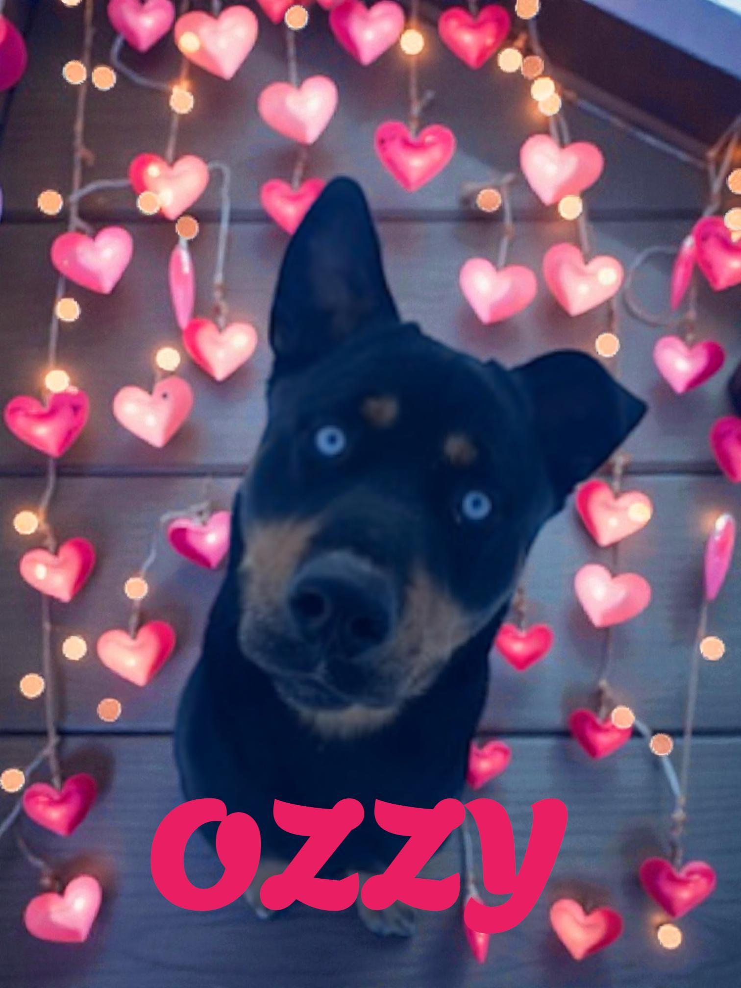 Ozzy, adopted, Young Male Rottweiler & Husky.