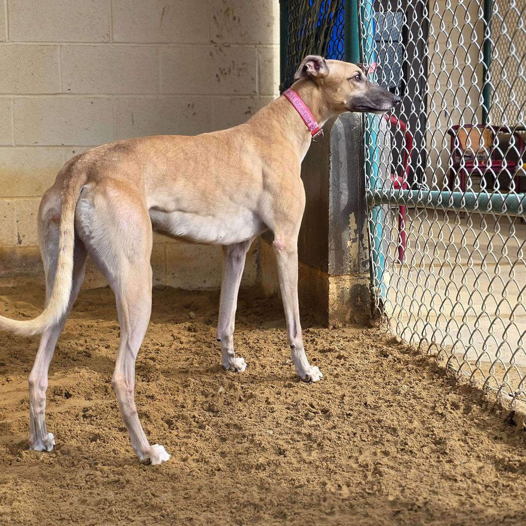 Enlarge Stevie, a ADOPTABLE Greyhound in Orange, CT image 1/1