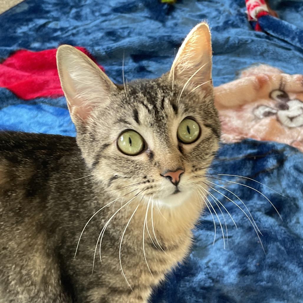 Chihuahua, Adoptable, Young Female Domestic Short Hair.