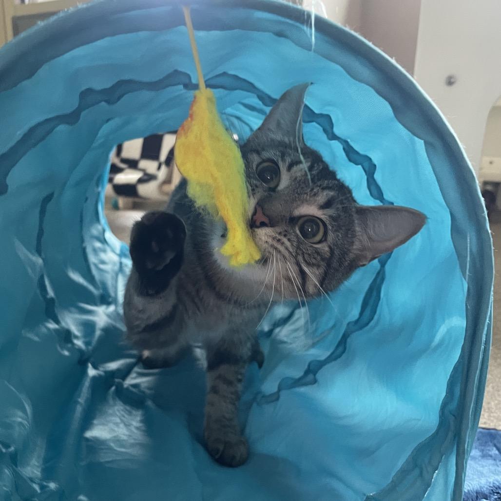 Enlarge Chihuahua, a Adoptable Domestic Short Hair in Chicago, IL image 2/3