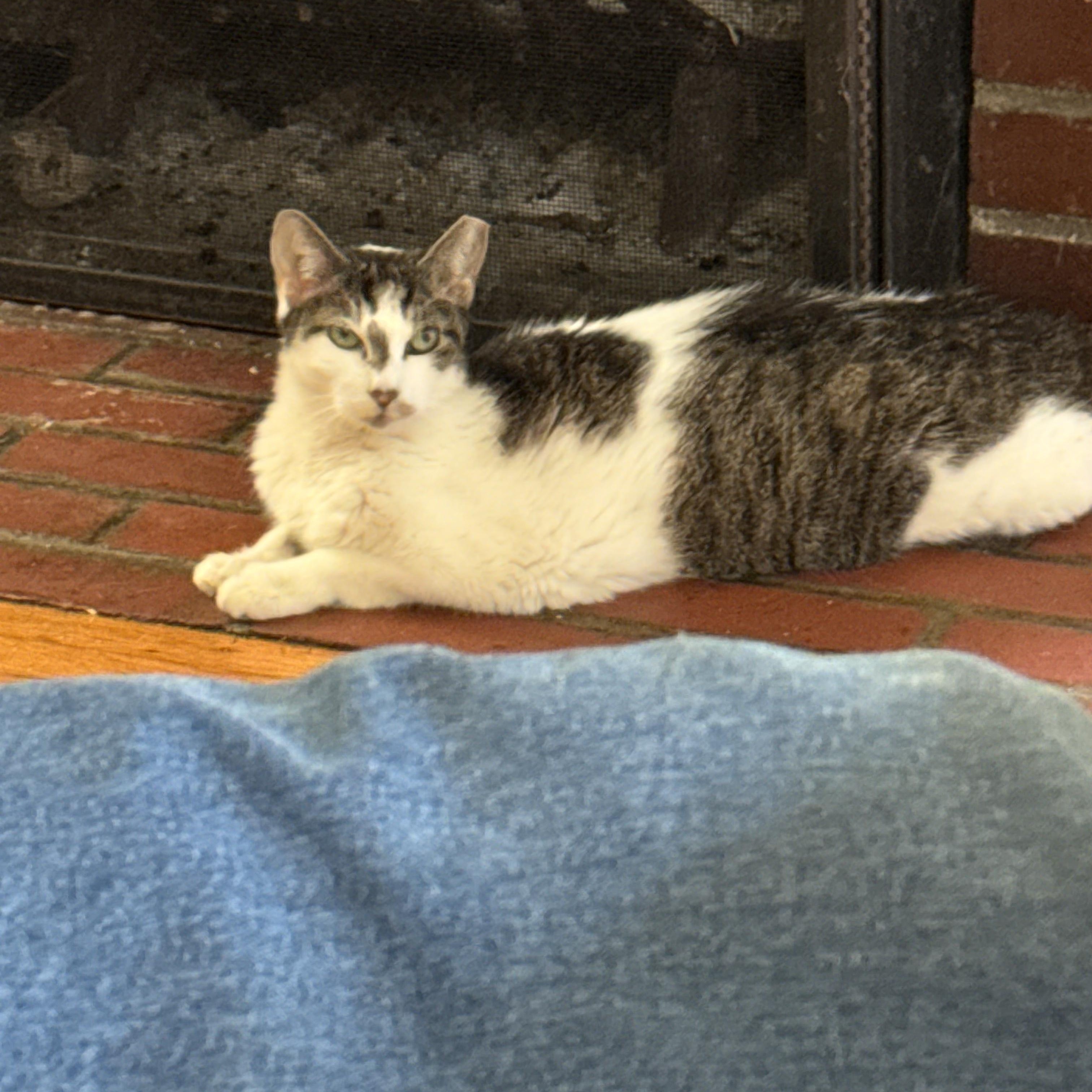 Enlarge Betty, a Adoptable Domestic Short Hair in Belmont, NC image 5/6