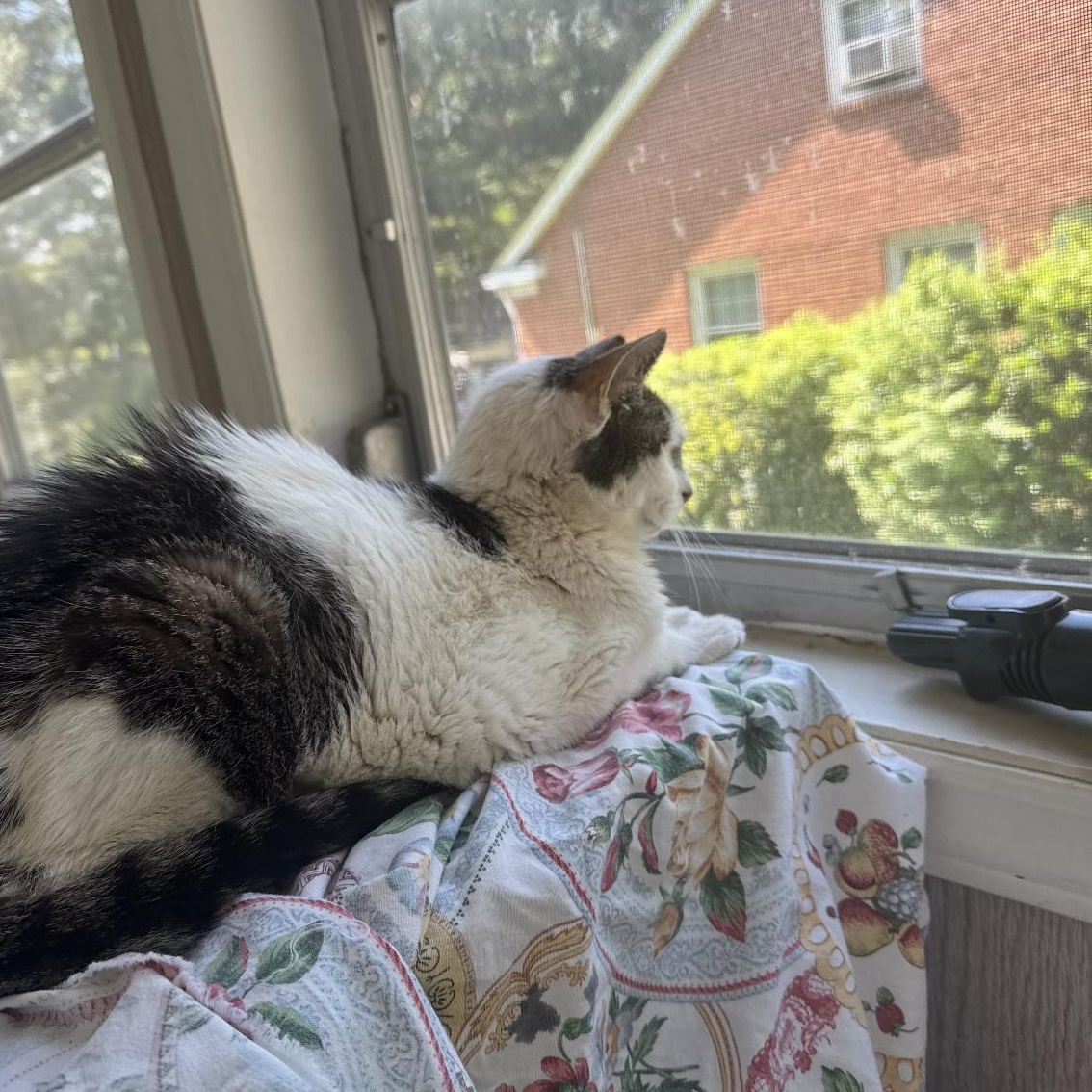 Enlarge Betty, a Adoptable Domestic Short Hair in Belmont, NC image 2/6