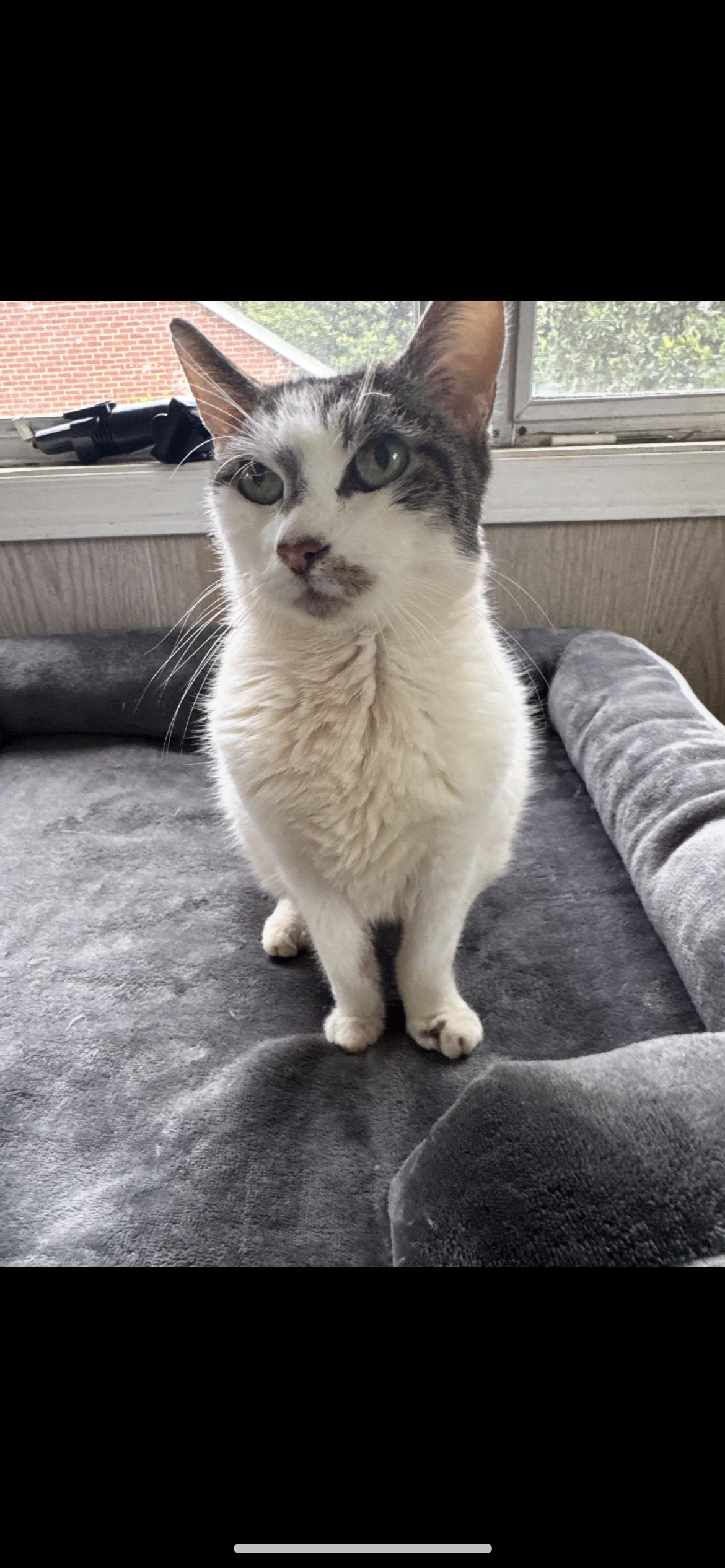 Enlarge Betty, a Adoptable Domestic Short Hair in Belmont, NC image 4/6