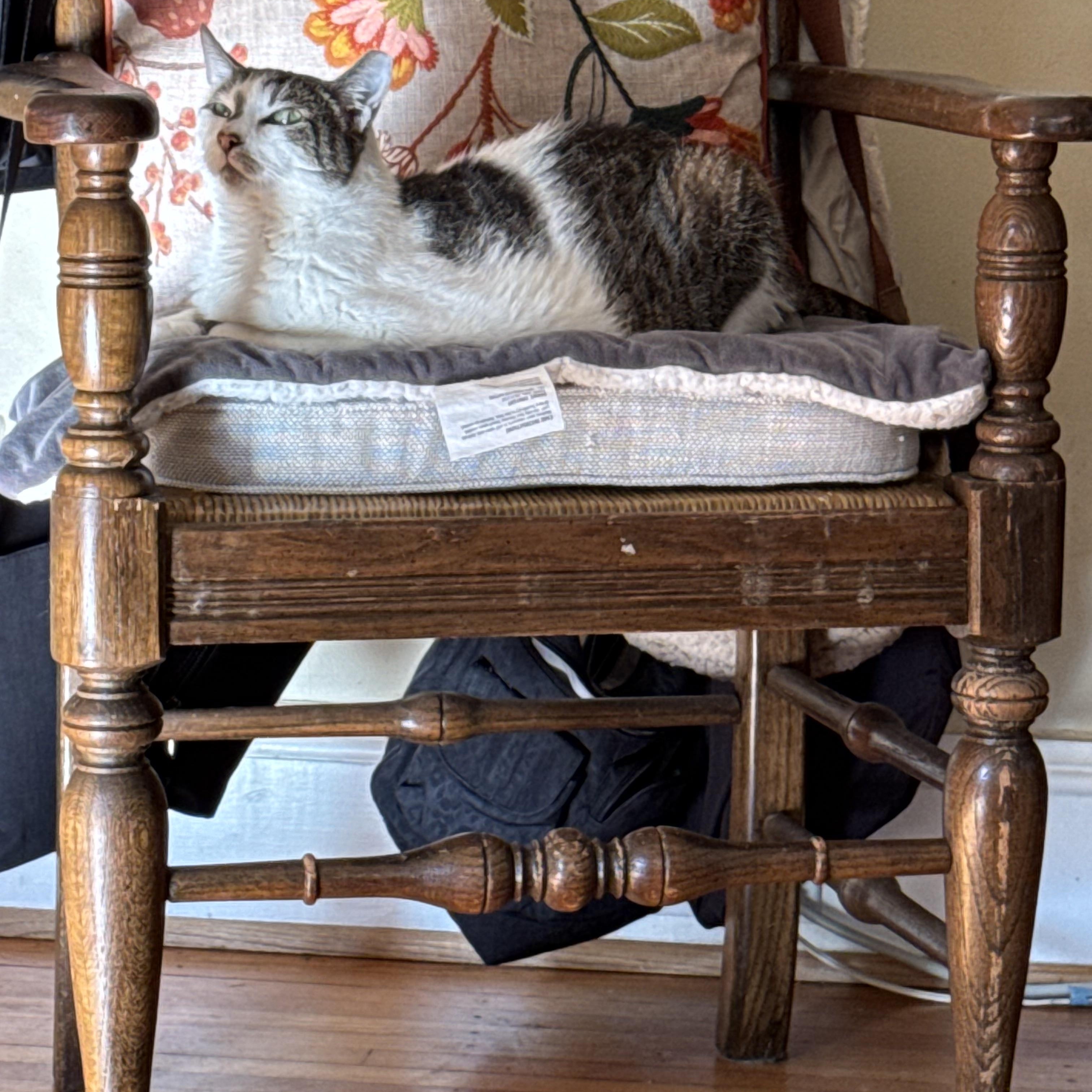 Enlarge Betty, a Adoptable Domestic Short Hair in Belmont, NC image 6/6