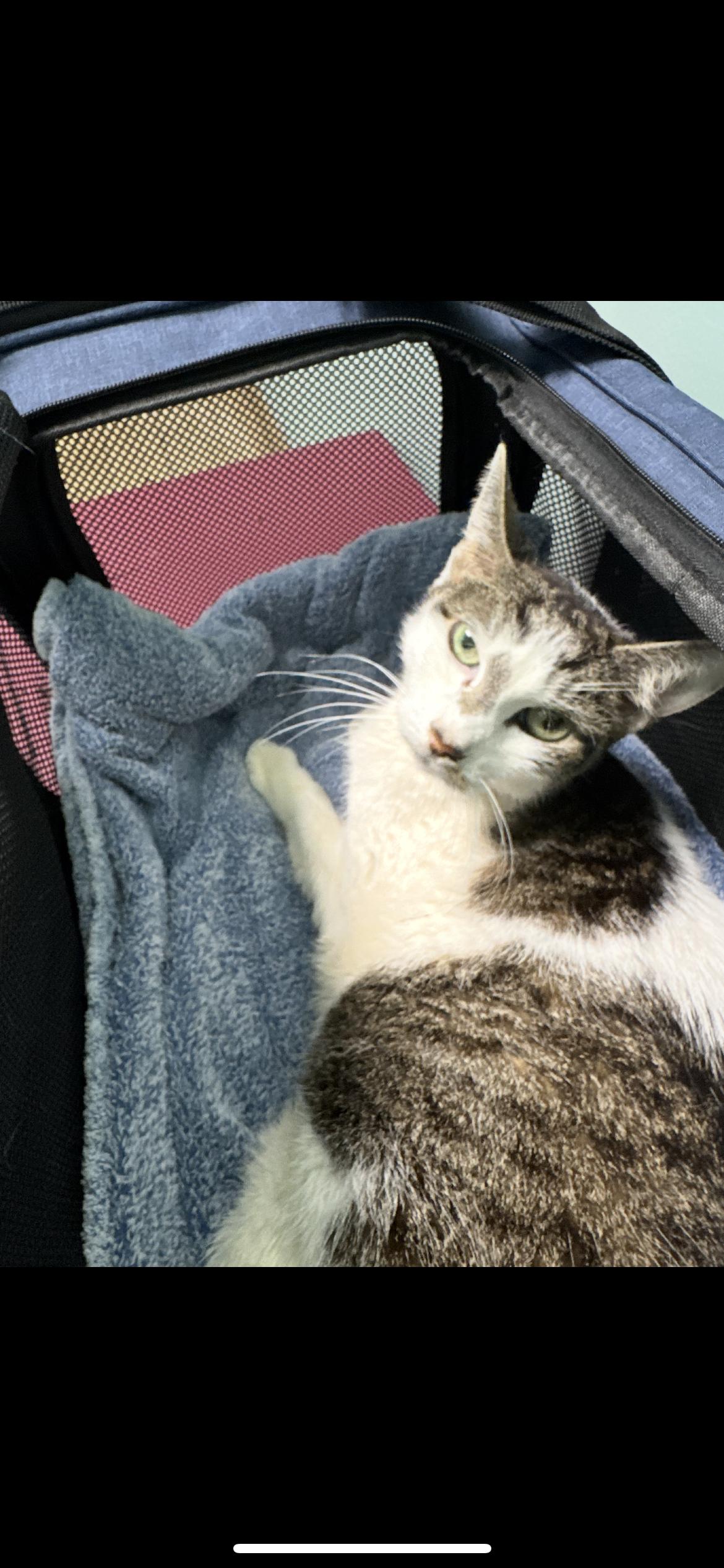 Betty, Adoptable, Senior Female Domestic Short Hair.