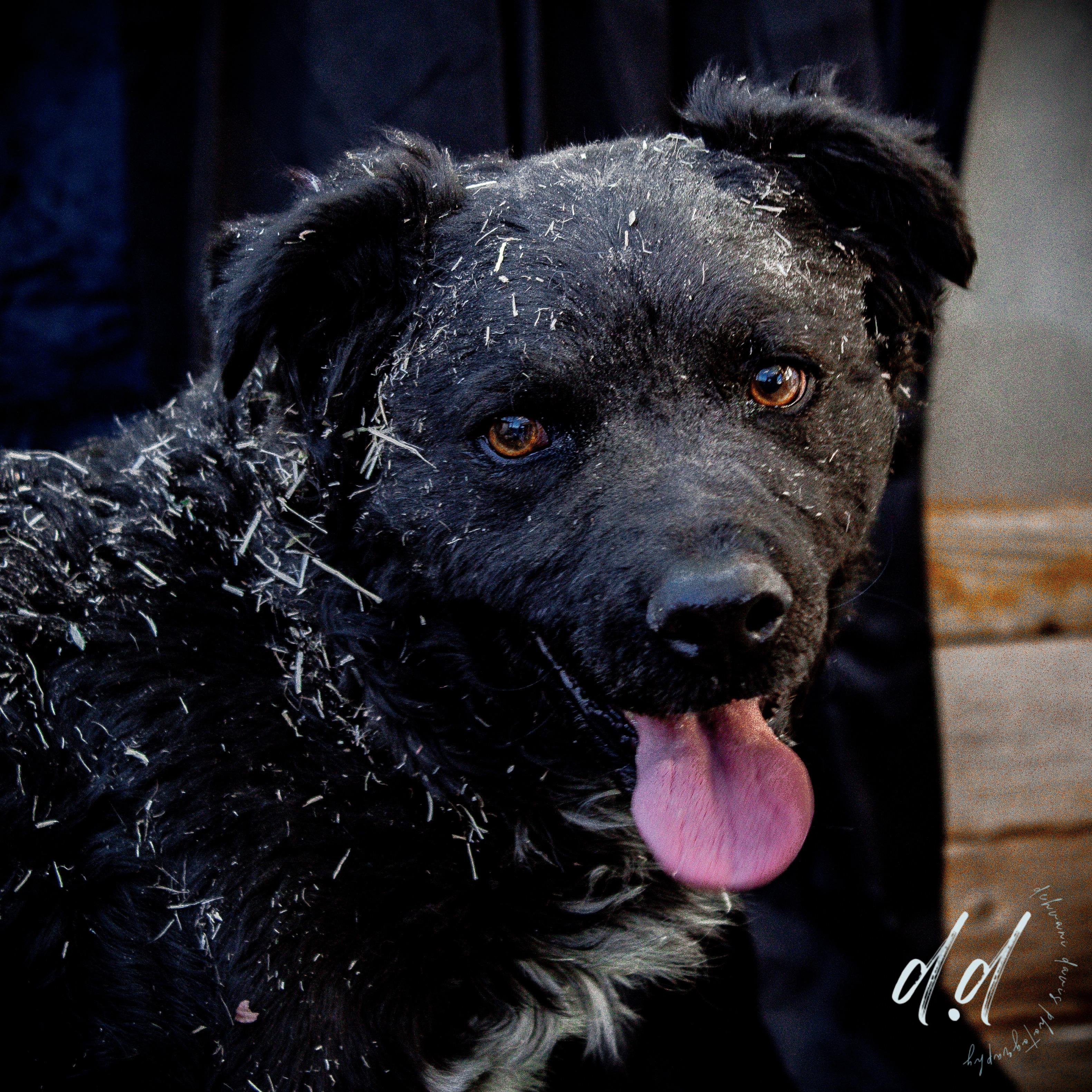 Chance, a Adoptable mixed breed in Lubbock, TX image 6/6