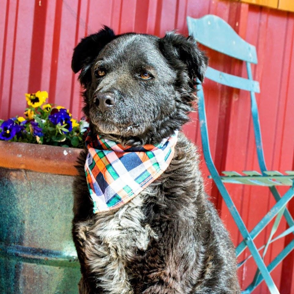 Chance, a Adoptable mixed breed in Lubbock, TX image 2/6