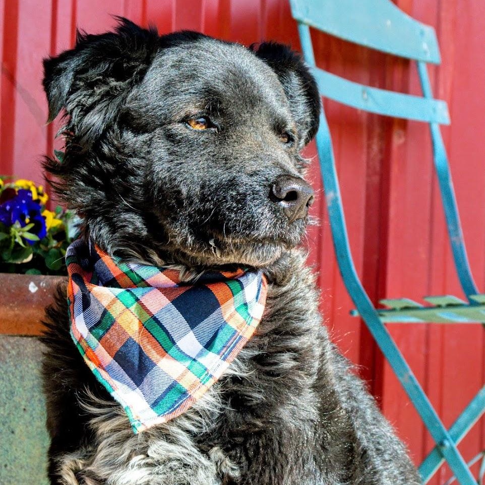 Chance, a Adoptable mixed breed in Lubbock, TX image 3/6