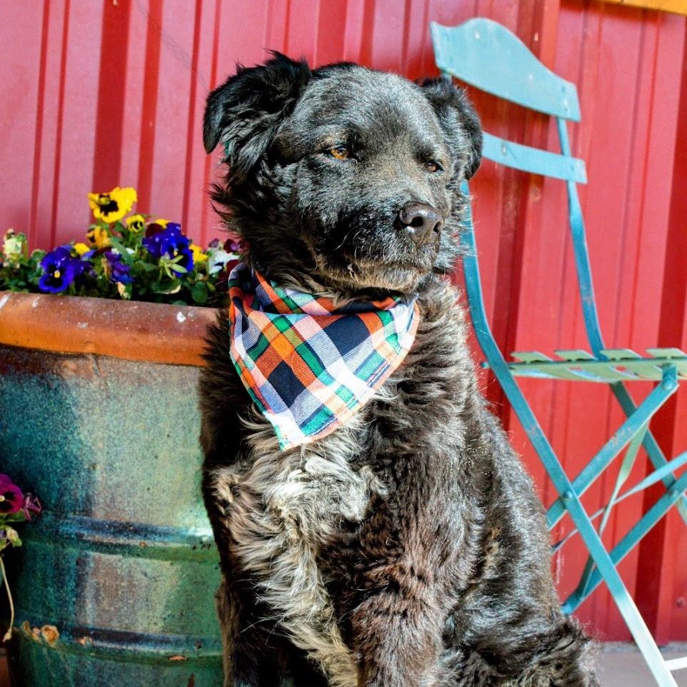 Chance, a Adoptable mixed breed in Lubbock, TX image 4/6