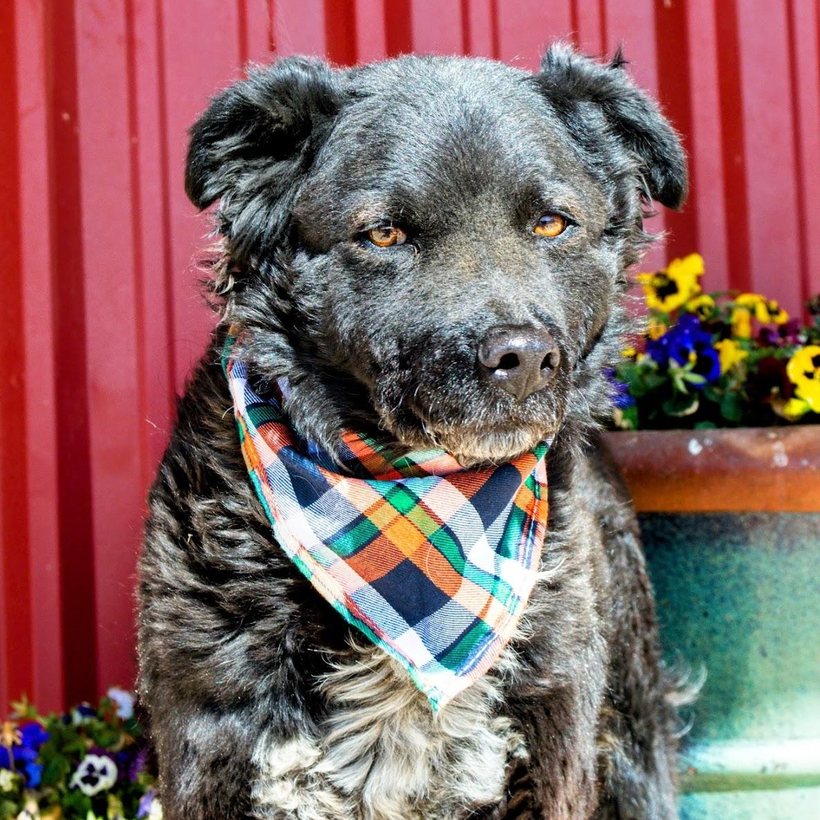 Chance, a Adoptable mixed breed in Lubbock, TX image 1/6