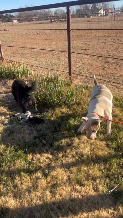 Enlarge Chance, a Adoptable mixed breed in Lubbock, TX video 5/6